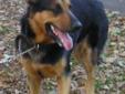 Adult Male Dog - German Shepherd Dog Labrador Retriever: 