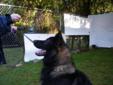 Adult Male Dog - German Shepherd Dog: 
