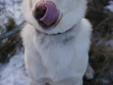Adult Male Dog - Labrador Retriever Husky: 