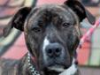 Adult Male Dog - Pit Bull Terrier Boxer: 
