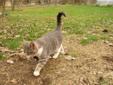 Affectionate stable cat wants to be an indoor cat
