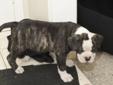 Alapaha Blue Blood Bulldog Puppies OPEN HOUSE Purebred w/papers
