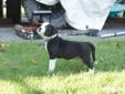 Alapaha Blue Blood Bulldog Puppies OPEN HOUSE Purebred w/papers