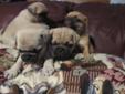 ALMOST ALL PUG PUPPIES, ADORABLE!!! Harley, Sadie and Toffee