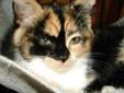 Baby Female Cat - Domestic Medium Hair Calico: 