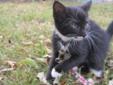 Baby Female Cat - Domestic Short Hair-black and white: 
