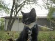 Baby Female Cat - Domestic Short Hair-black and white: 
