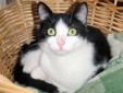 Baby Female Cat - Domestic Short Hair-black and white
