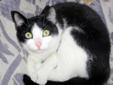 Baby Female Cat - Domestic Short Hair-black and white
