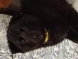 Baby Female Dog - Husky Labrador Retriever: 