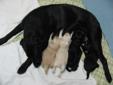 Baby Female Dog - Labrador Retriever Border Collie: 