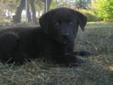 Baby Female Dog - Labrador Retriever: 