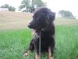 Baby Female Dog - Shepherd: 