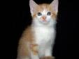 Baby Male Cat - Domestic Short Hair - orange and white
