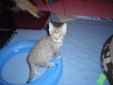 Baby Male Cat - Tabby - Brown Domestic Short Hair: 