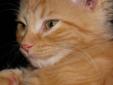 Baby Male Cat - Tabby - Orange Domestic Medium Hair