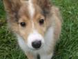 Baby Male Dog - Collie: 