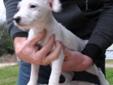 Baby Male Dog - Jack Russell Terrier (Parson Russell Terrier)