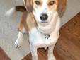 Beagle & Husky Mix 2 years old Male