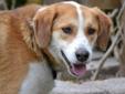 Beagle & Husky Mix 2 years old Male