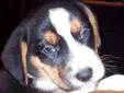 Beagle x puppies
