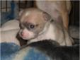 Beautiful and uniquely marked Chihuahua Puppies