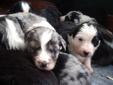 Beautiful Border Collie/ Aussie Cross Pups for Sale