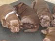 BEAUTIFUL CHOCOLATE LAB PUPPIES! only 2 males left!!!