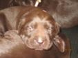 BEAUTIFUL CHOCOLATE LAB PUPPIES! only 2 males left!!!