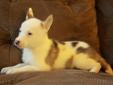 Beautiful Husky Puppies - Only 1 Female Left!