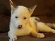 Beautiful Husky Puppies - Only 1 Female Left!