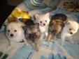 beautiful Pom-Chi are looking for new home