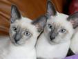 Beautiful Pure Siamese kittens , Classic / Traditional