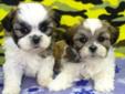 Beautiful Shih Tzu x Bichon Puppies