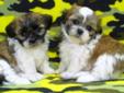 Beautiful Shih Tzu x Bichon Puppies