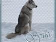 Beautiful Siberian Husky Puppies (ONLY 1 LEFT)