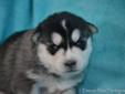 Beautiful Siberian Husky Pups!!!
