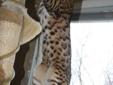 Bengal Asian Leopard Cat for sale