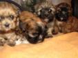 Bichon Shitzu cross puppies for sale
