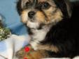 Bichon x Yorkshire Terrier Puppies