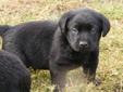 Black Labrador Retriever Pups- CKC Registered