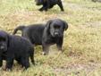 Black Labrador Retriever Pups- CKC Registered
