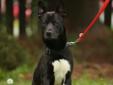 Border collie shepherd mix looking for his forever family.