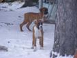 Boxer Puppies-Price Lowered MUST GO