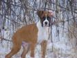 Boxer Puppies-Price Lowered MUST GO