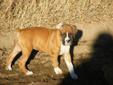 Boxer Puppies-REDUCED PRICE