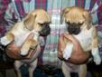 Boxing Week Special on Pug x pups