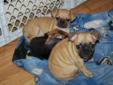 Boxing Week Special on Pug x pups
