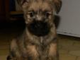 CAIRN TERRIER PUPPIES CKC REG. READY FOR THEIR NEW HOMES