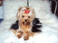 Champion sired 2 year old male yorkshire terrier for sale!